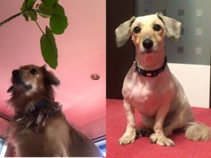 【一足早い衣替え】